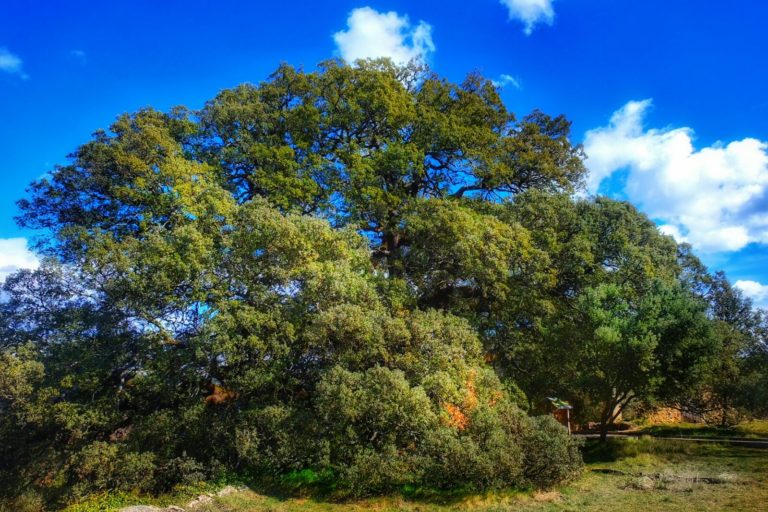La carrasca milenaria de Lecina puede ser el Árbol Europeo del Año