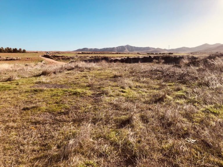 Los vecinos de Mozota reforestarán su entorno con más de 258 plantas y árboles