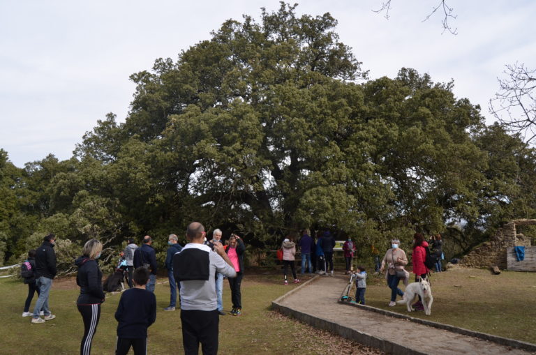 El Parque Cultural del Río Vero reparte junto a la carrasca de Lecina trípticos con información medioambiental