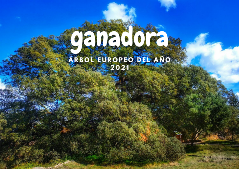 La Carrasca de Lecina (Huesca) Árbol Europeo 2021