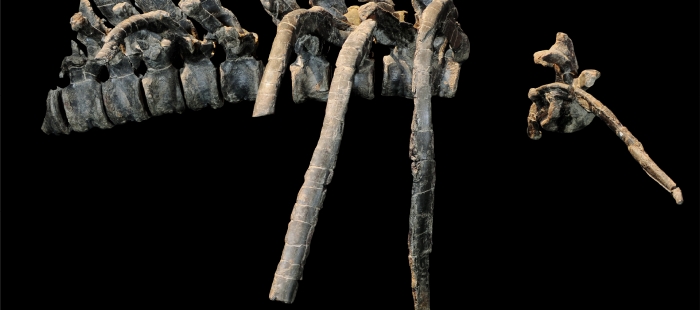 La revista científica norteamericana Journal of Vertebrate Paleontology recoge la investigación de los paleontólogos de Dinopolis