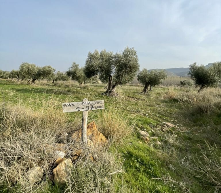 Apadrina Un Olivo, un proyecto que recupera el futuro del medio rural