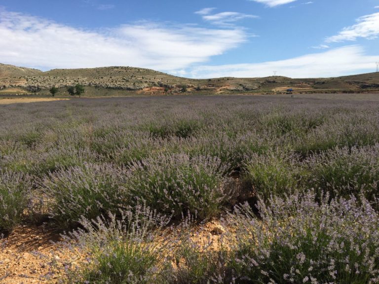 El proyecto RecolectaPAM pondrá en valor los eriales de zonas áridas de Aragón con el cultivo de plantas aromáticas y medicinales