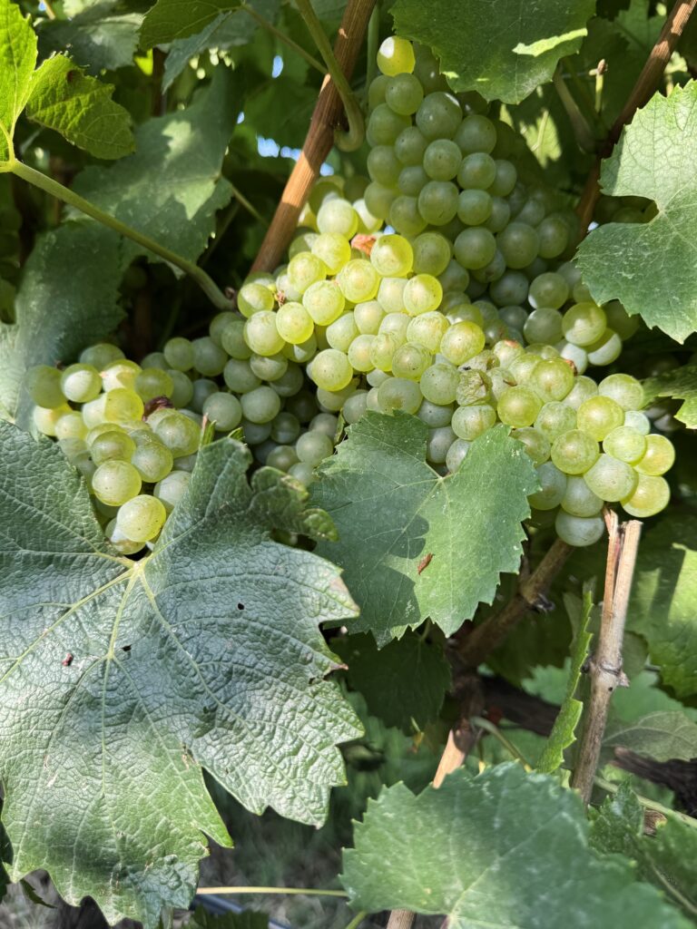 La vendimia 2025 en Somontano recoge 15.536.507 kilos de uva