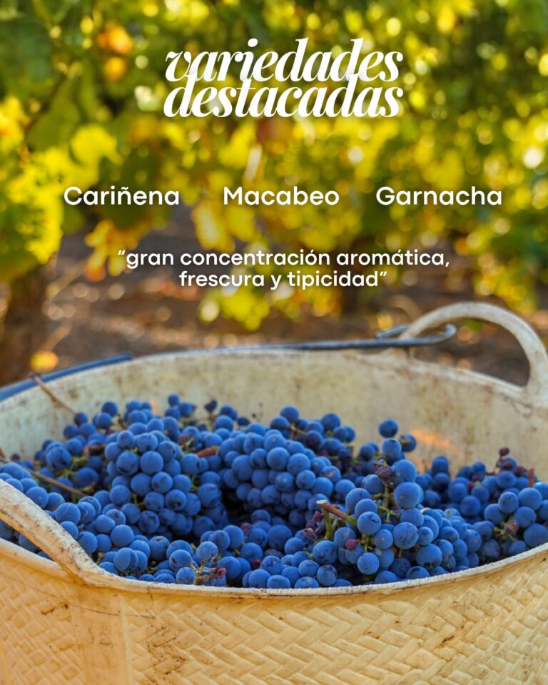 Bodegas San Valero finaliza vendimia 2025 con calidad excepcional