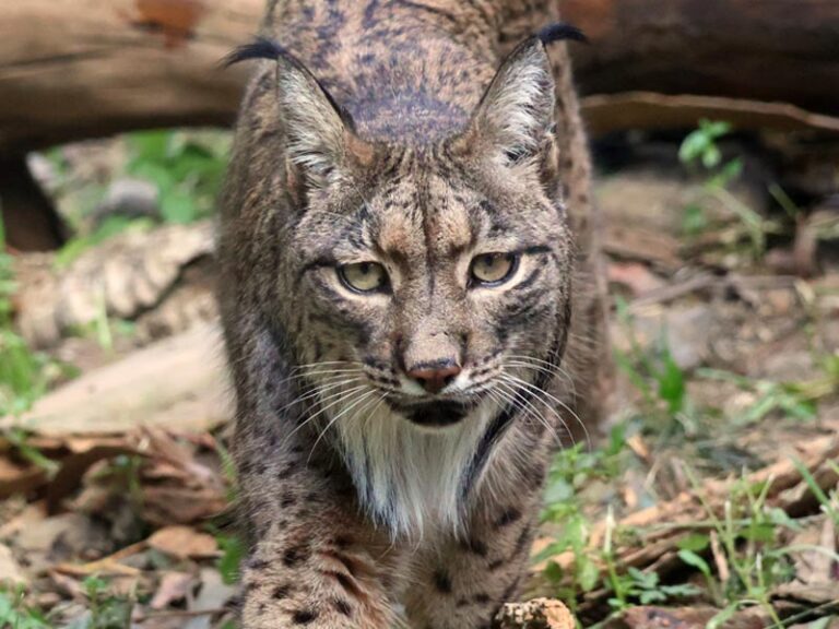 El Gobierno de Aragón reintroduce el lince ibérico en Torrecilla